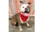 Adopt Stark a Pit Bull Terrier