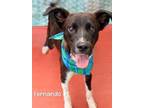 Adopt Fernando a Labrador Retriever