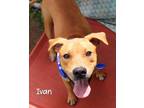 Adopt Ivan a Labrador Retriever, Pit Bull Terrier