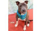 Adopt Laney a Pit Bull Terrier