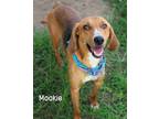 Adopt Mookie a Hound