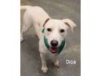 Adopt Dice a Pit Bull Terrier