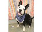 Adopt Tex a Pit Bull Terrier