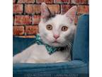 Adopt Ford a Domestic Short Hair