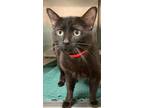 Adopt Julius a Domestic Short Hair