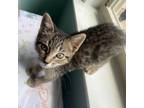 Adopt Buns a American Bobtail, Domestic Short Hair