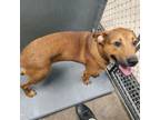 Adopt Bear bear a Hound, Mixed Breed