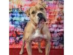 Adopt Tyrone a Pit Bull Terrier