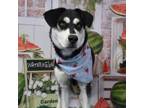 Adopt Gizmo a Husky