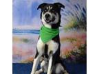 Adopt Lino a Husky