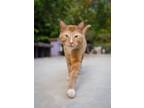 Adopt Jasper a Domestic Short Hair