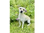 Adopt Bentley a Terrier