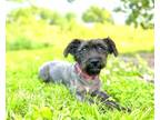 Adopt Oscar a Miniature Poodle, Mixed Breed