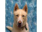 Adopt Canelo a Husky