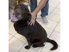 Adopt Buck a Chocolate Labrador Retriever