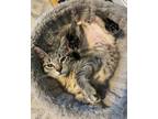 Adopt Mullet a Domestic Short Hair, Tabby