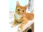 Adopt Weasley a Domestic Short Hair, Tabby