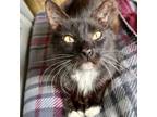 Adopt Harley a Domestic Medium Hair