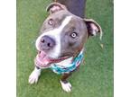 Adopt Leon a American Staffordshire Terrier, Mixed Breed