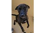 Adopt Tyson a Labrador Retriever, Mixed Breed