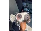 Adopt Blackberry a Pit Bull Terrier, Mixed Breed
