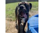 Adopt Theodore a Boxer