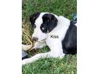 Adopt Kiss a Border Collie, Australian Shepherd