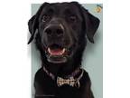Adopt Julius a Labrador Retriever, Great Pyrenees