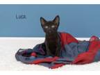 Adopt Luca a Domestic Short Hair
