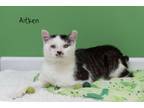 Adopt Aitken a Domestic Medium Hair, Domestic Short Hair