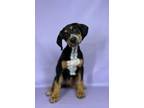 Adopt Happy a Rhodesian Ridgeback, Mixed Breed