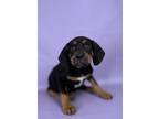 Adopt Jolly a Rhodesian Ridgeback, Mixed Breed