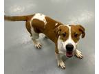 Adopt Delight a Rhodesian Ridgeback, Mixed Breed
