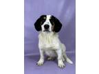Adopt Todd a Basset Hound, Mixed Breed