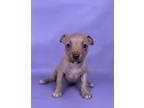 Adopt Fudge a Manchester Terrier, Mixed Breed