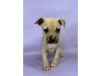 Adopt Bonbon a Manchester Terrier, Mixed Breed