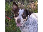 Adopt Chappy+ a Australian Cattle Dog / Blue Heeler, Mixed Breed
