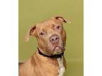 Adopt Pinecone a Pit Bull Terrier, Mixed Breed