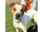 Adopt Boone a Boxer, Mixed Breed