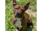 Adopt King a Pit Bull Terrier
