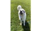 Adopt Bumble a Great Pyrenees, Mixed Breed