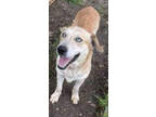 Adopt Benji Boy a Husky, Australian Cattle Dog / Blue Heeler