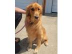 Adopt Bo a Golden Retriever