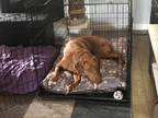 Adopt Ruhn a Labrador Retriever, Poodle