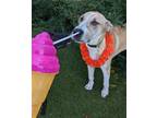 Adopt Brian a Mixed Breed