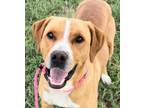 Adopt Pete (HW+) a Coonhound, Retriever