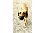 Adopt Dallas a Black Mouth Cur, Labrador Retriever