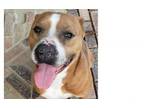 Adopt Brocho a Mixed Breed