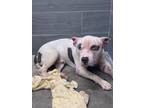 Adopt Zion a Pit Bull Terrier