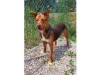 Adopt Devo (6324) a Shepherd, Labrador Retriever